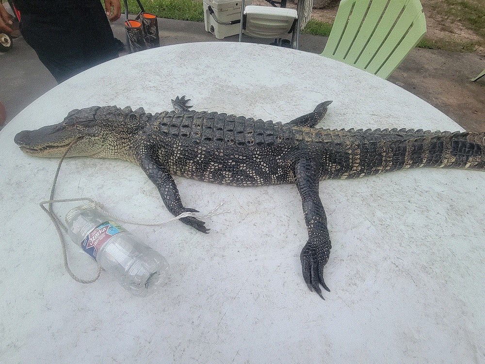 Gator on the Table.gif
